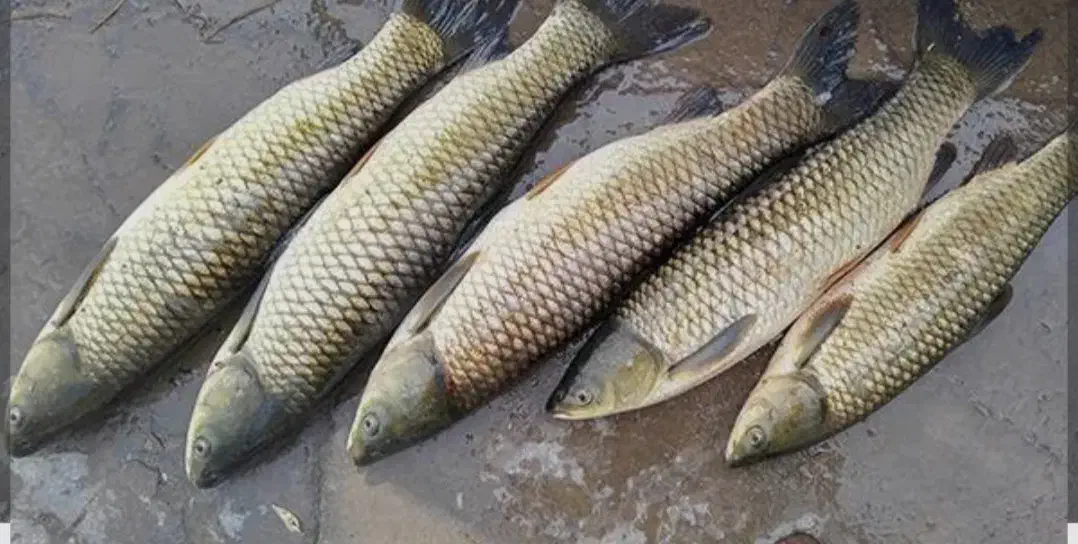 ماه|ماهی|پلدشت, |دیوار