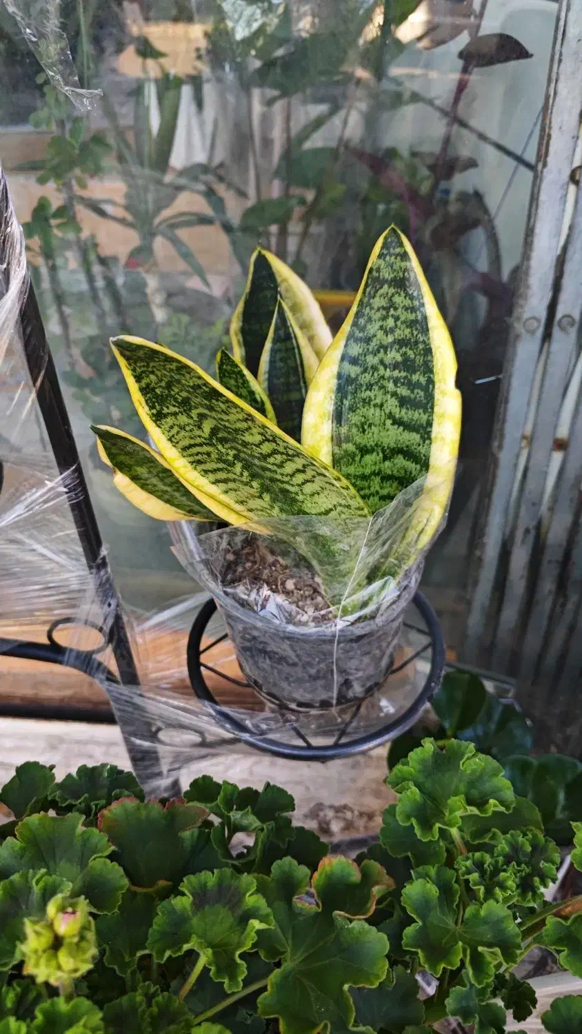 گلفروشی گیاهان آپارتمانی|گل و گیاه طبیعی|مهدی شهر, |دیوار