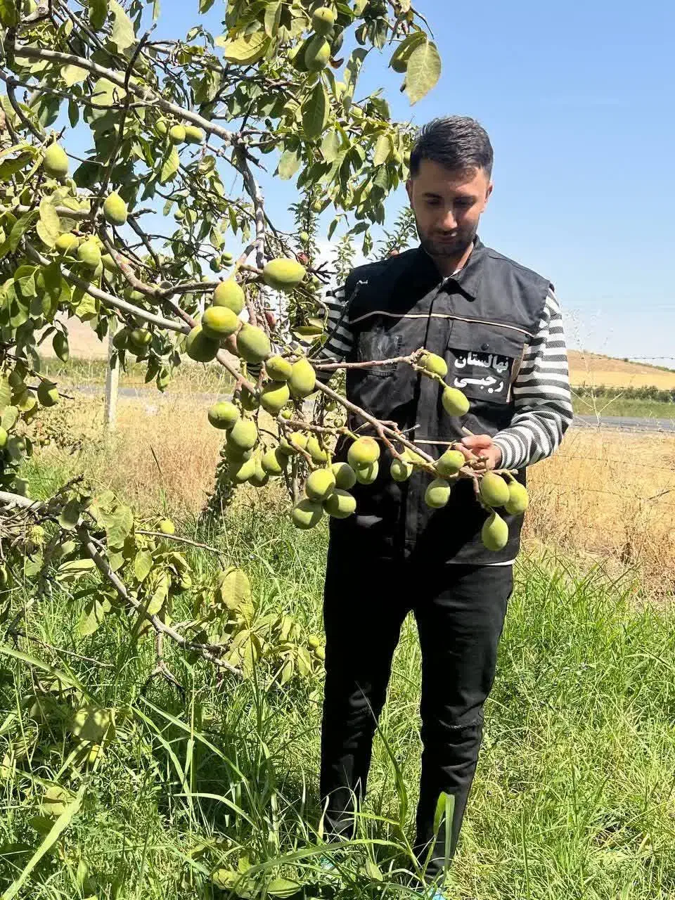 توزیع نهال گردو جمال پیوندی با باردهی بالا|خدمات باغبانی و درختکاری|بردسیر, |دیوار