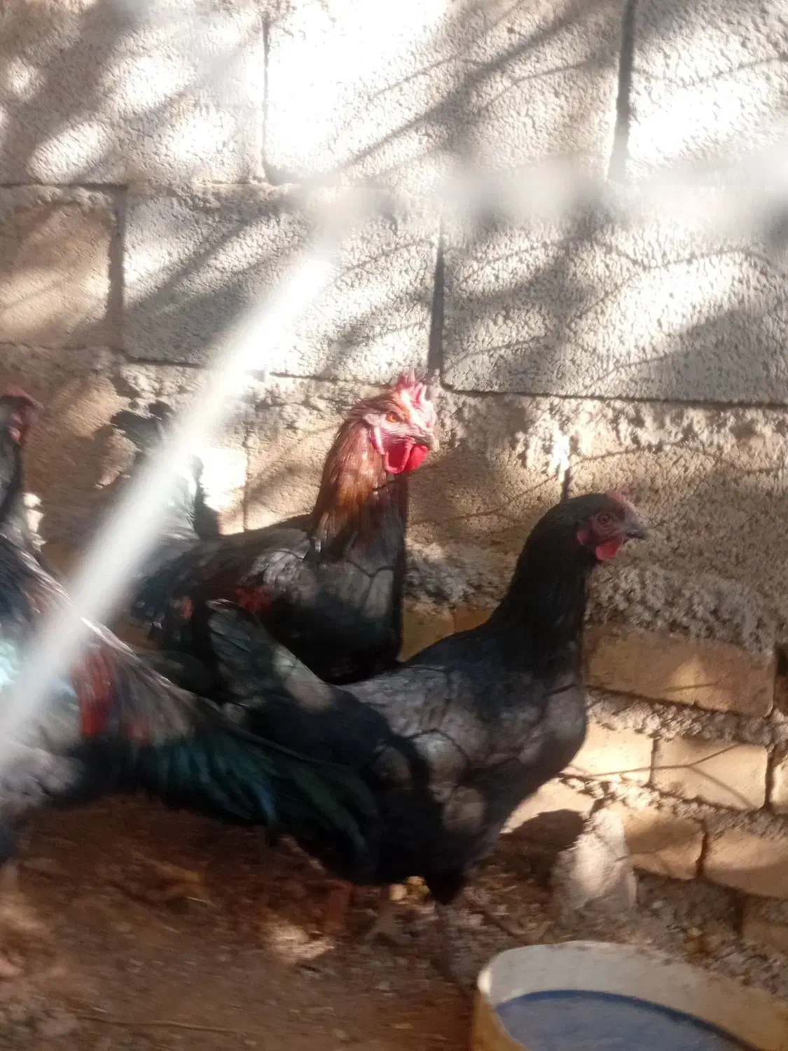 مرغ ویروس رسمی|حیوانات مزرعه|قیدار, |دیوار