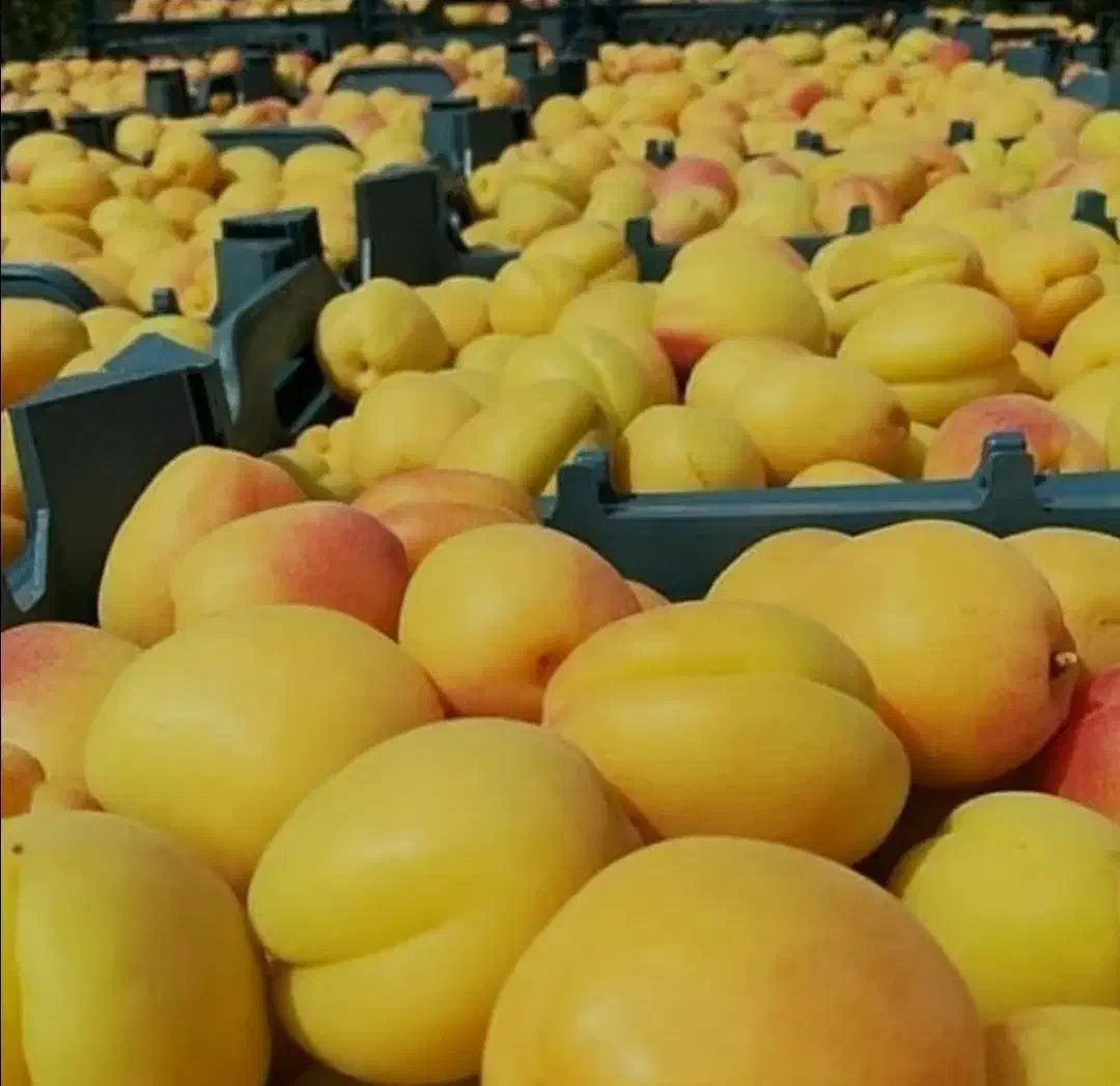 انواع نهال میوه|خدمات باغبانی و درختکاری|کاشمر, |دیوار