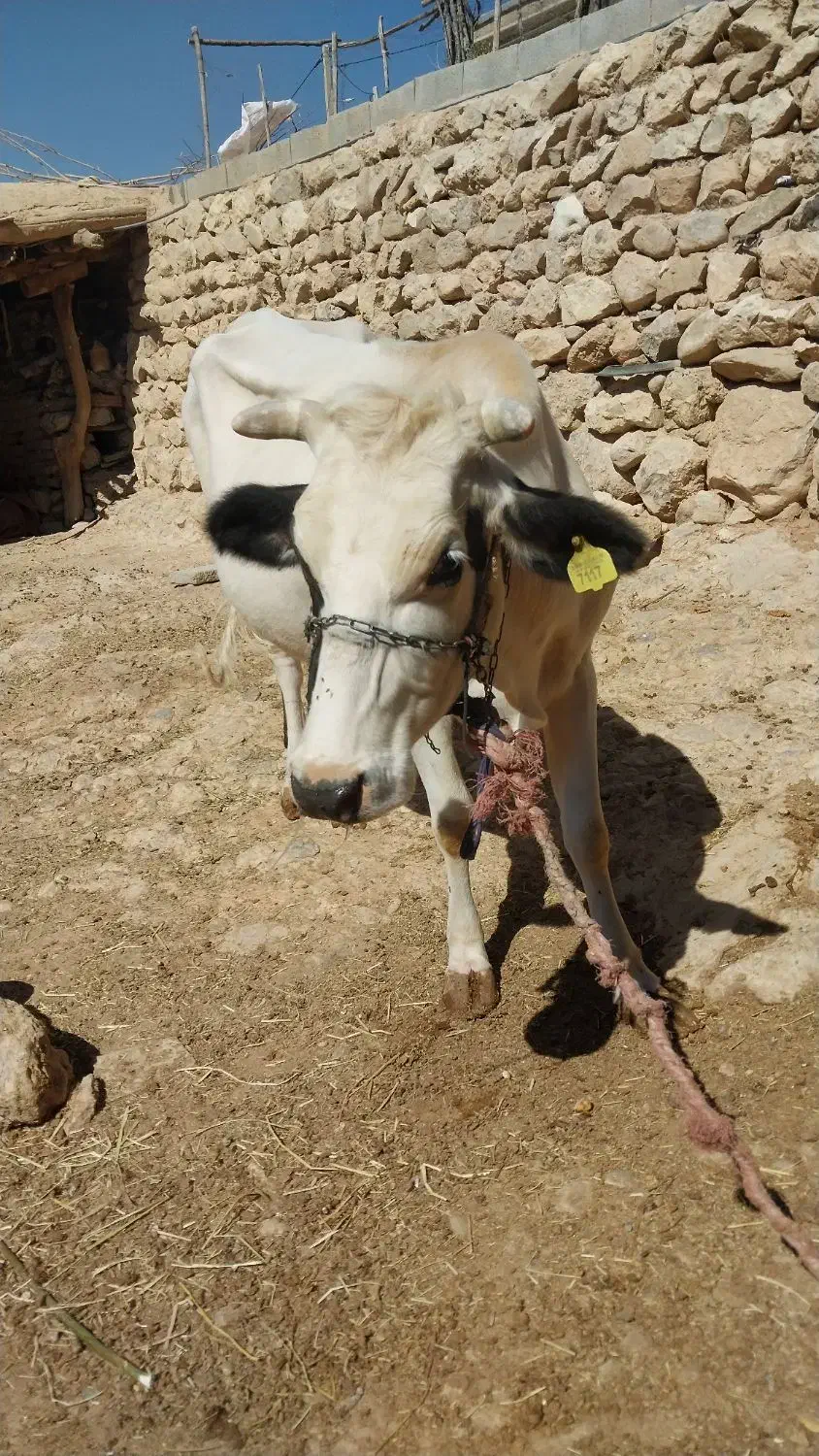 گاو شیری|حیوانات مزرعه|لردگان, |دیوار