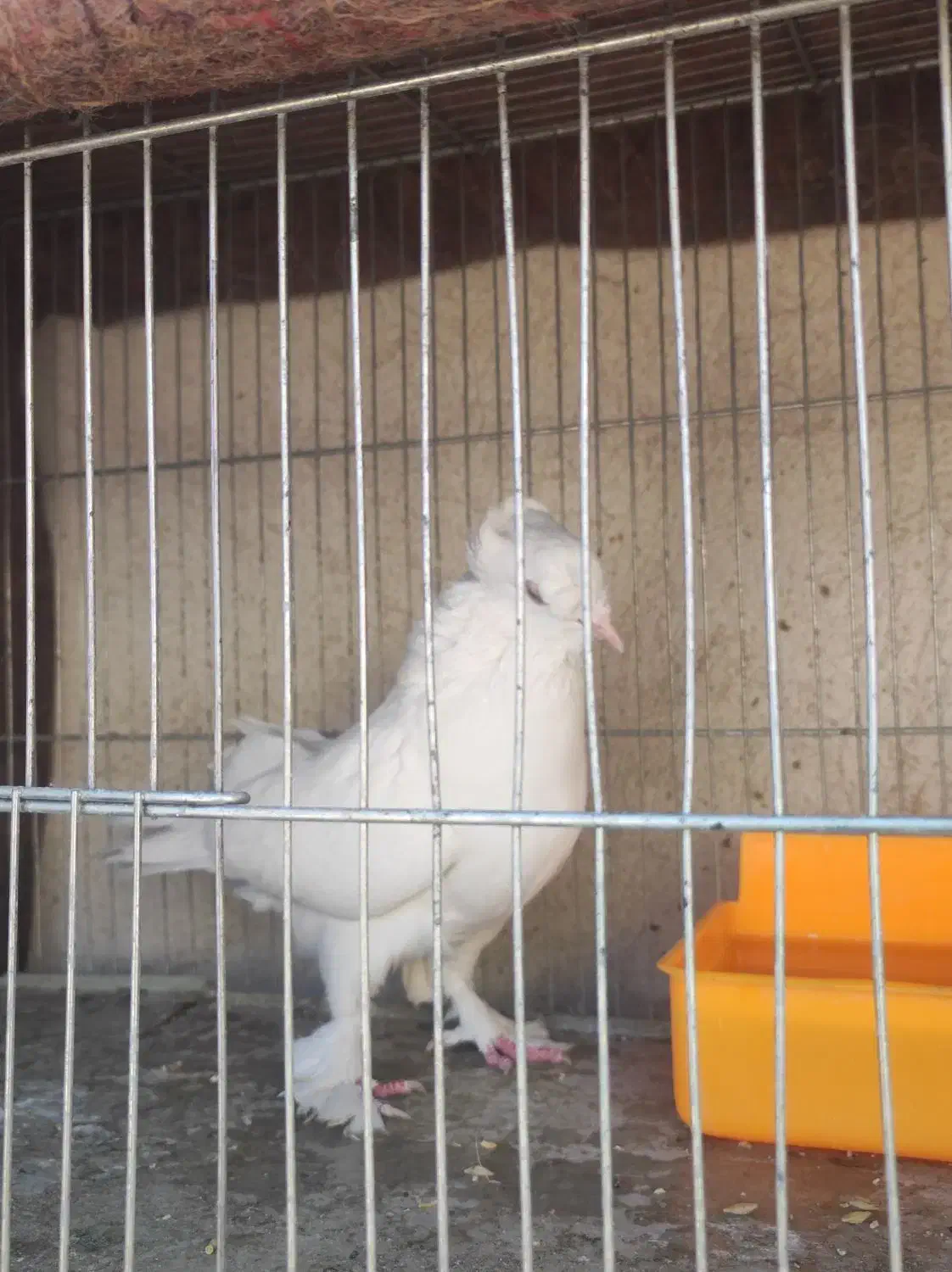 جفت کبوتر راعبی|پرنده|اصفهان, مسجد مصلی|دیوار