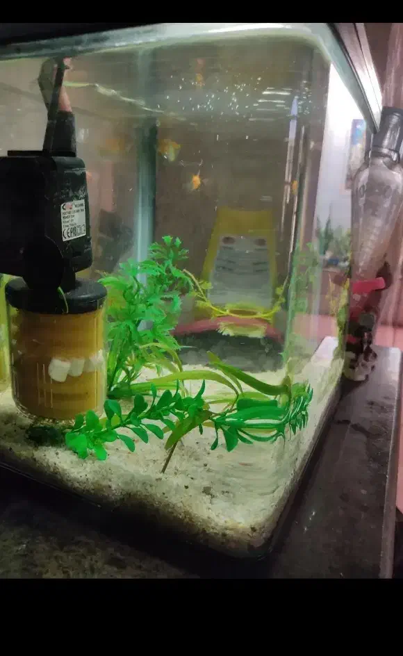 اکواریوم شیشه خم|ماهی|شیراز, کرونی(خاتونک)|دیوار