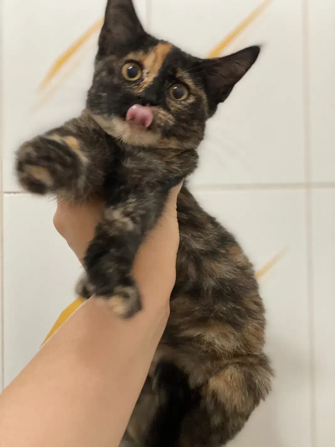 واگذاری پیشی کوچولو|گربه|رشت, سعدی (تختی)|دیوار