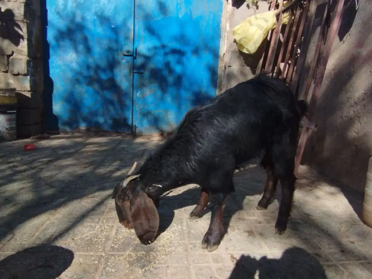 بز یک ساله ابست|حیوانات مزرعه|سلامی, |دیوار