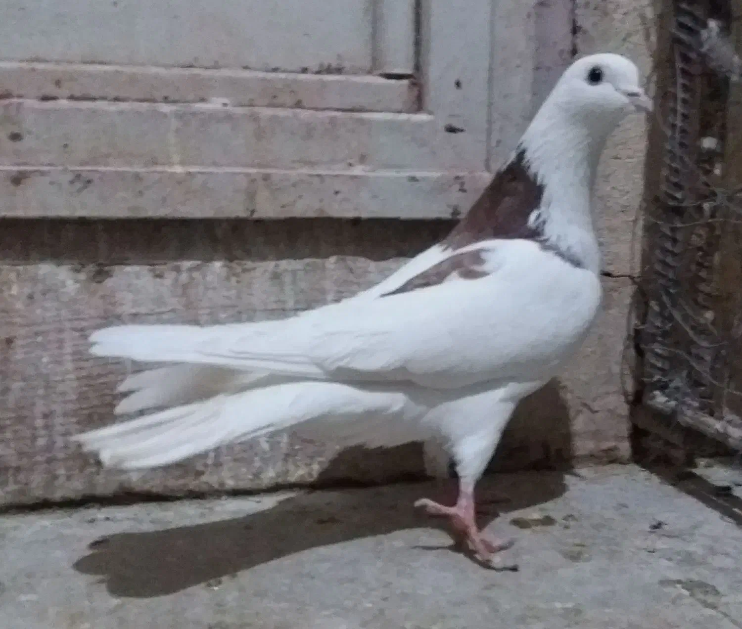 کبوتر پرشی نر و یاهو|پرنده|قم, شهرک سازمان آب|دیوار