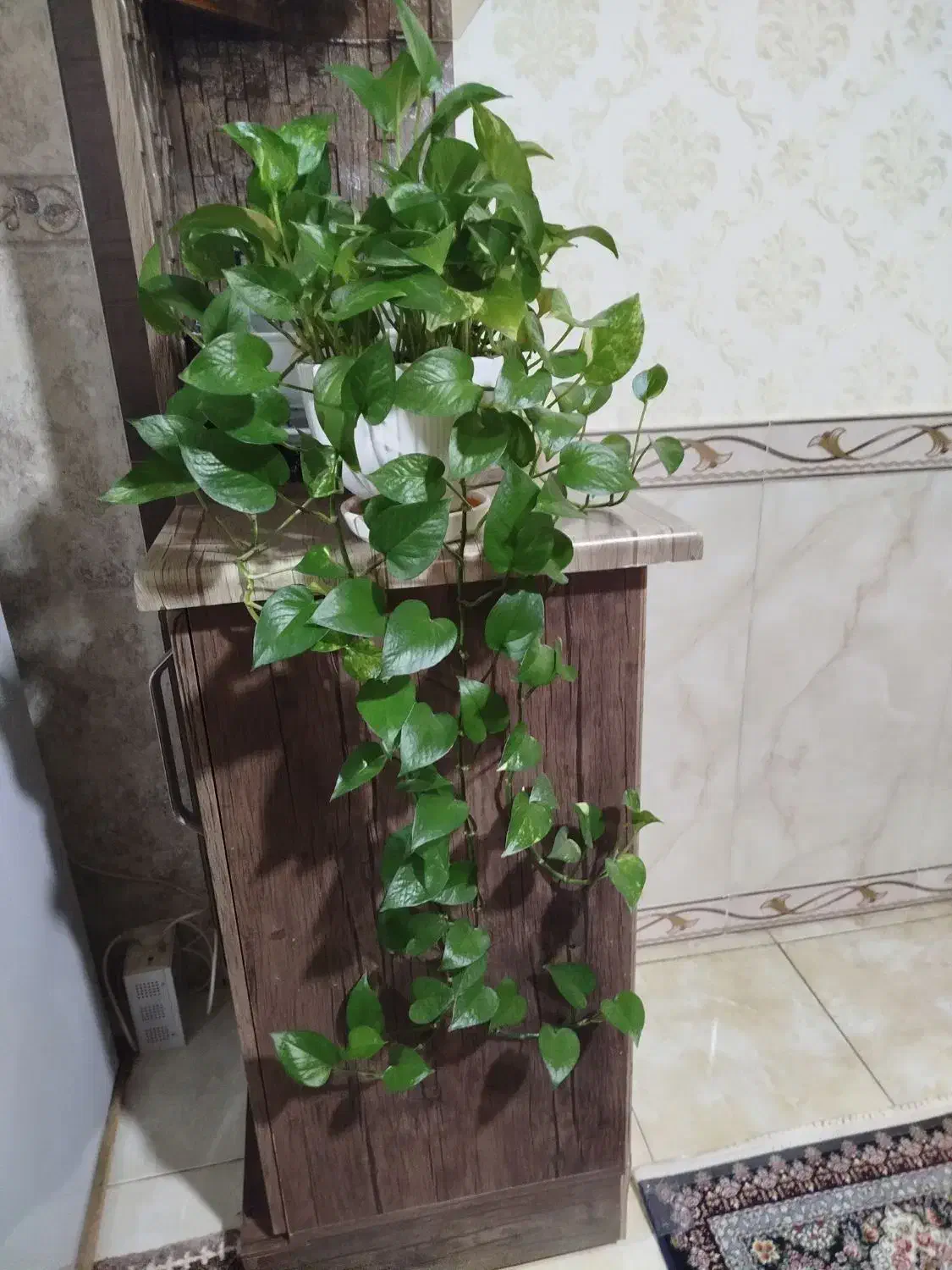 گل پتوس|گل و گیاه طبیعی|سنقر, |دیوار