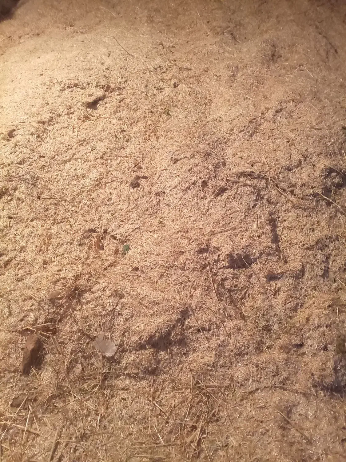 کاه سفید و سبز|خدمات باغبانی و درختکاری|سمیرم, |دیوار