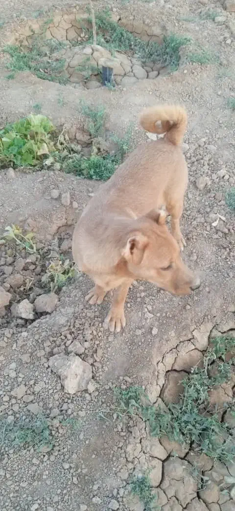 واگذاری سگ|سگ|شاهینشهر, گرگاب|دیوار