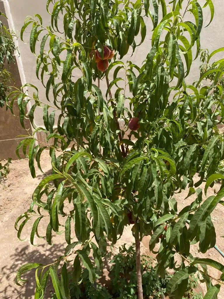 ویلای دو خواب دهکده باران|فروش خانه و ویلا|ماهان, |دیوار