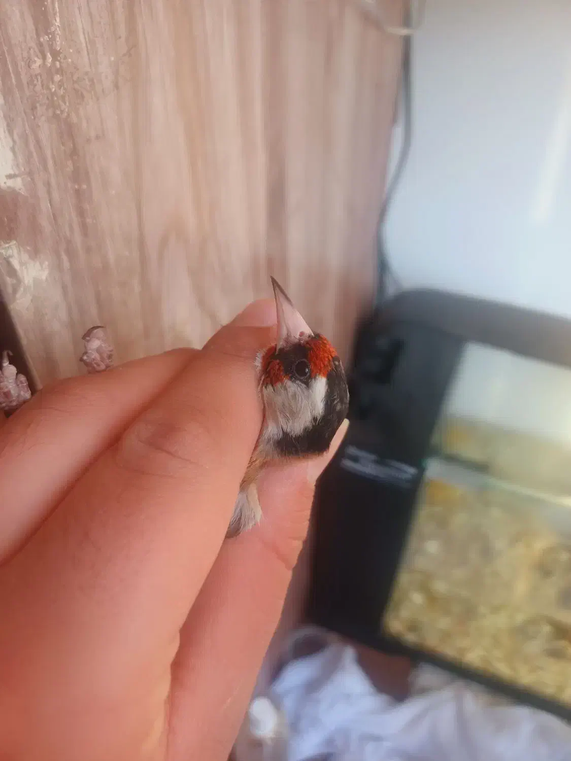 سهره فوری|پرنده|ساوه, |دیوار