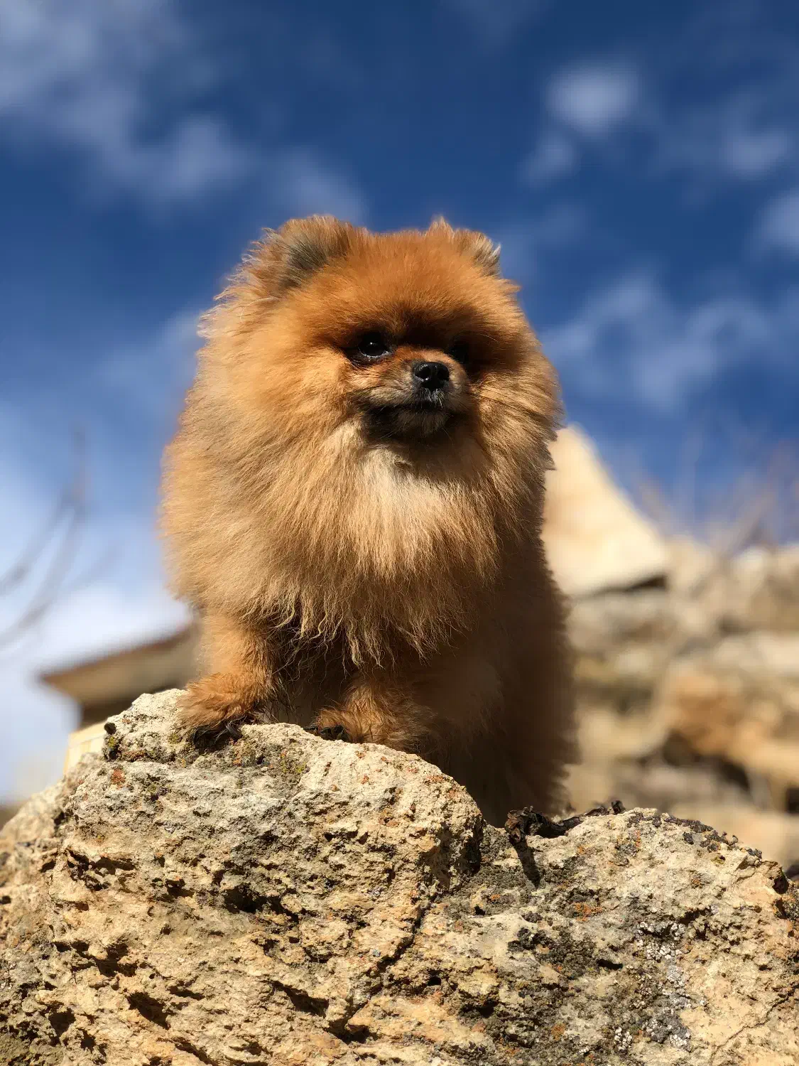 پامر خرسی نر (جهت کشش)|سگ|شاهینشهر, حافظ شمالی|دیوار