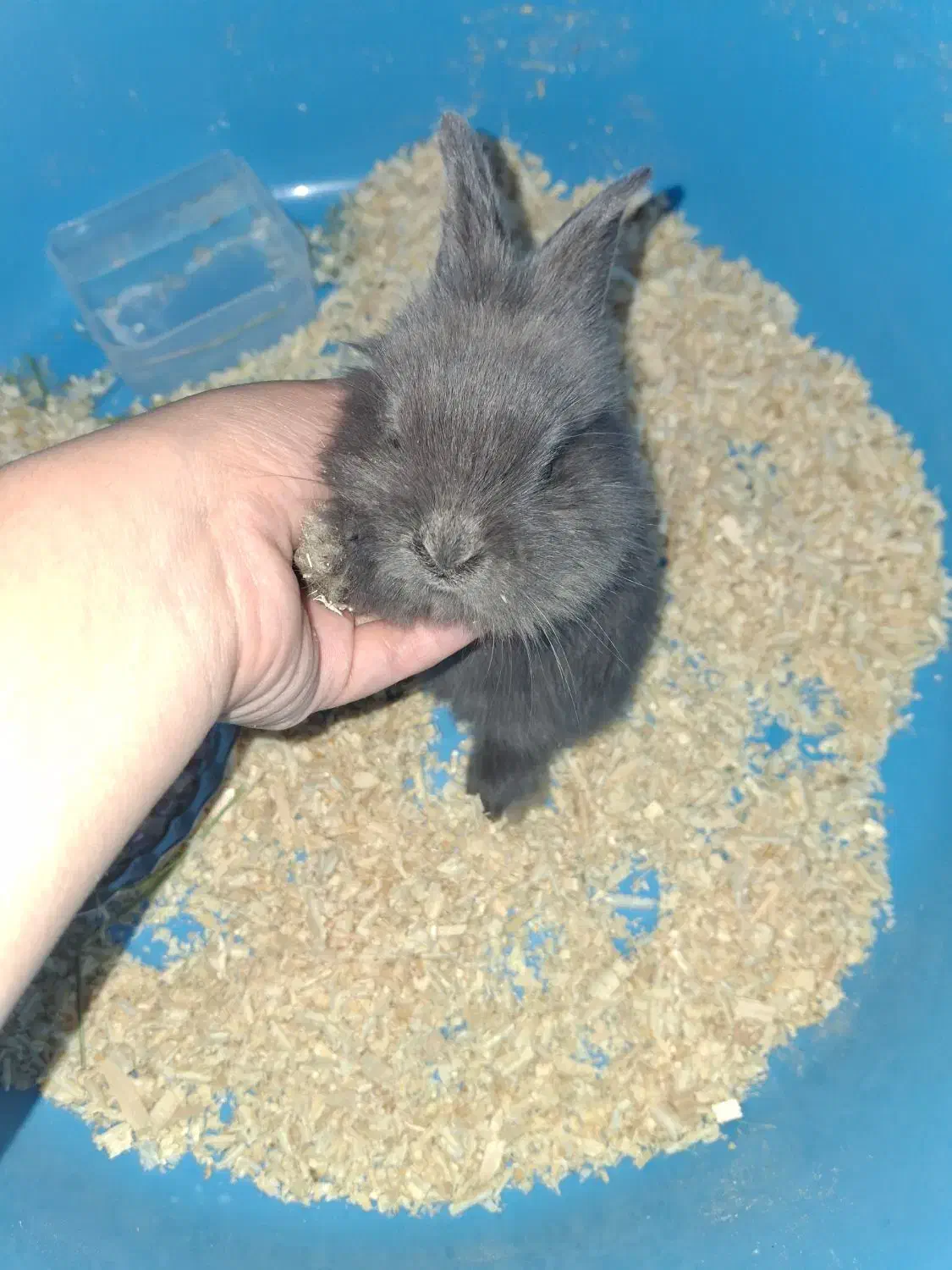 خرگوش لوپ مینیاتوری|موش و خرگوش|اراک, |دیوار