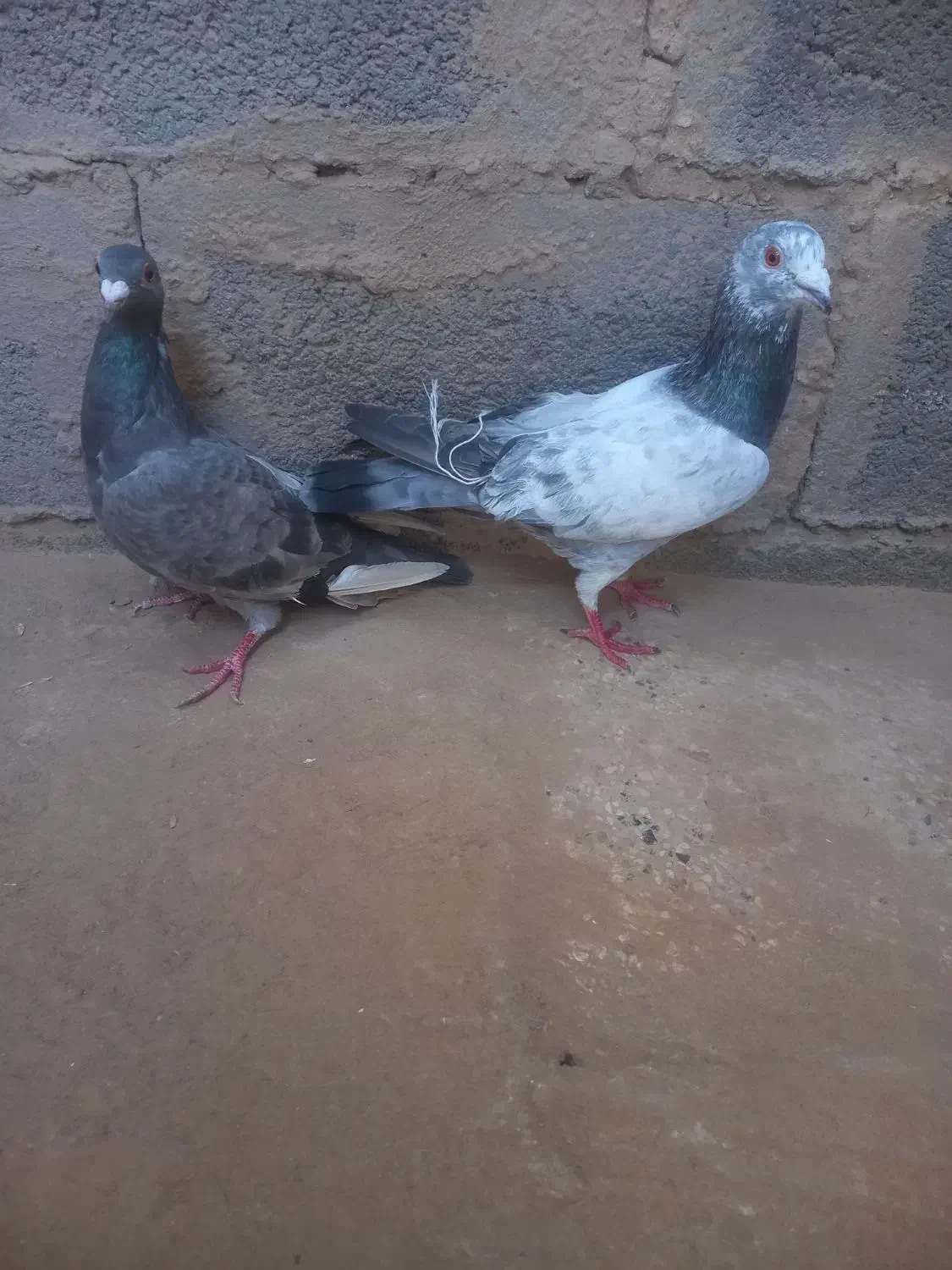 کفتر|پرنده|تایباد, |دیوار