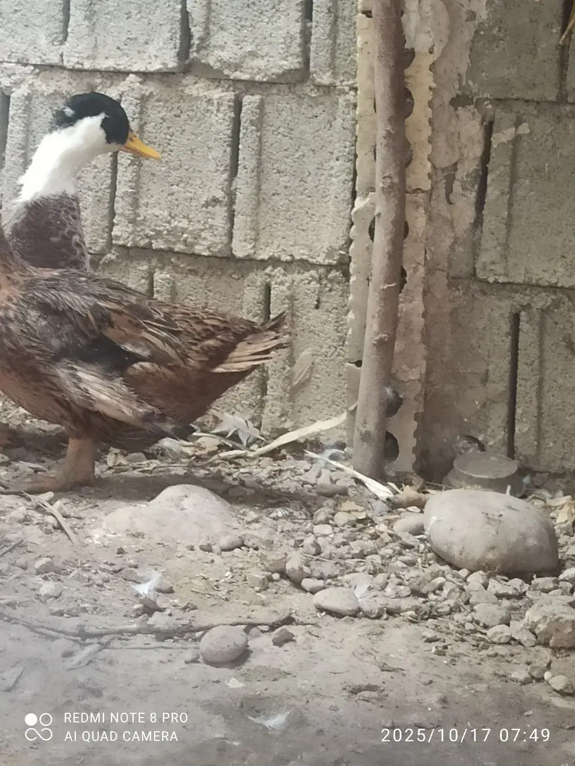 اردک تخم گذار مکان (وحدتیه)|حیوانات مزرعه|وحدتیه, |دیوار