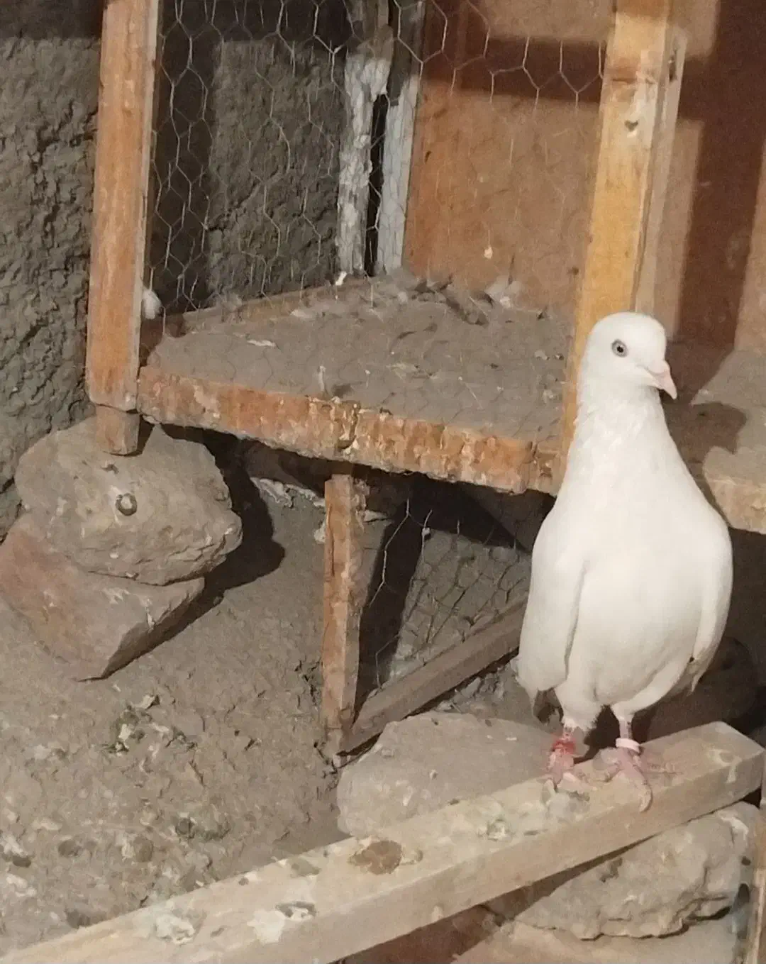 کفتر|پرنده|پاکدشت, پاکدشت (مامازند)|دیوار