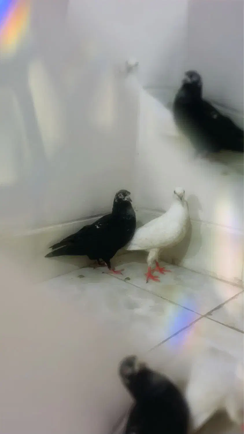 تعویض کبوتر با پرنده هم قیمت|پرنده|شیراز, شهرک گلستان|دیوار