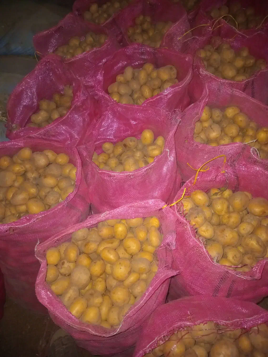 سیب کلومبا درجه یک|خوردنی و آشامیدنی|چادگان, |دیوار