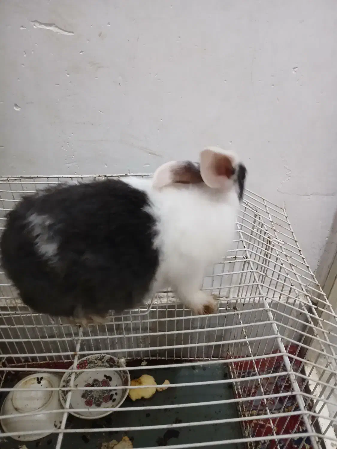 بچه خرگوش دوماهه|موش و خرگوش|گرگان, |دیوار