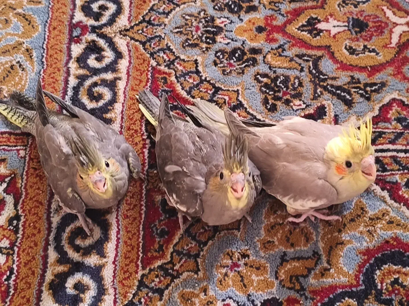 جوجه عروس هلندی|پرنده|شیراز, حومه شیراز|دیوار