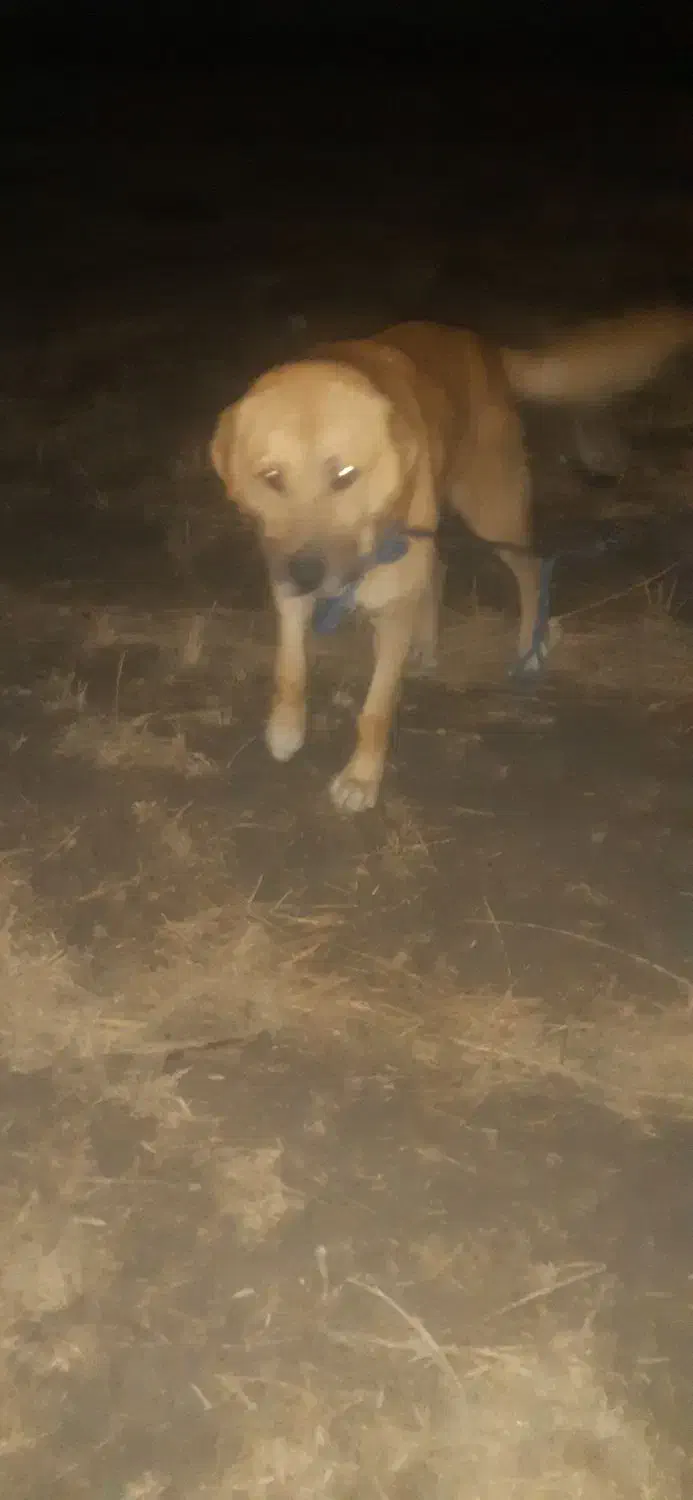 سگ سرابی|سگ|خرمآباد, |دیوار