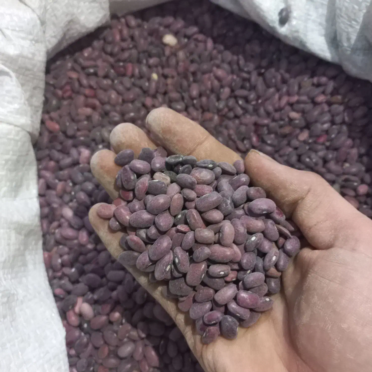 لوبیا قرمز|خوردنی و آشامیدنی|کبودرآهنگ, |دیوار