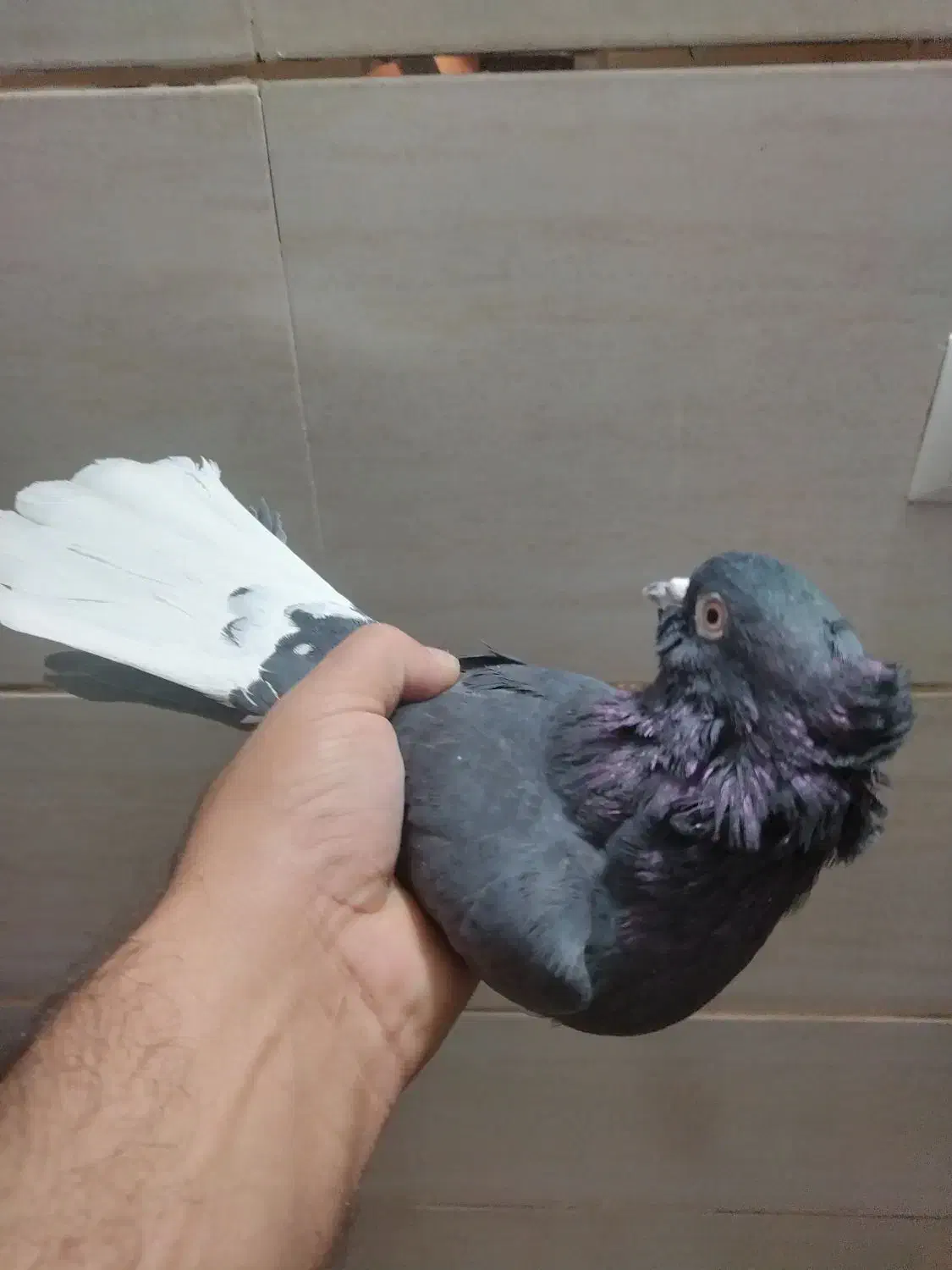 کبوتر سیاه دم سفید|پرنده|خمینی‌شهر, |دیوار