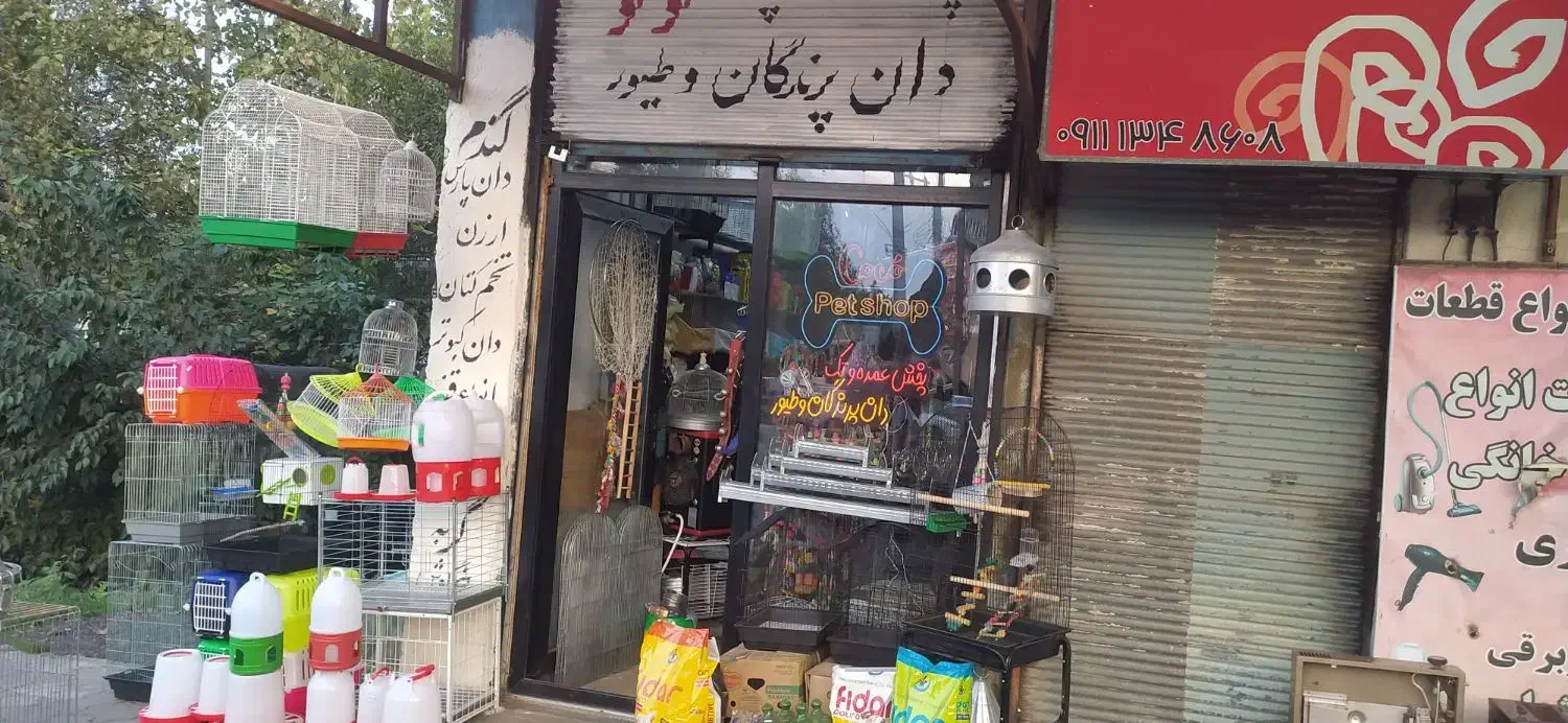 پرنده  سگ، گربه، خرگوش|پرنده|لاهیجان, کوی زمانی|دیوار