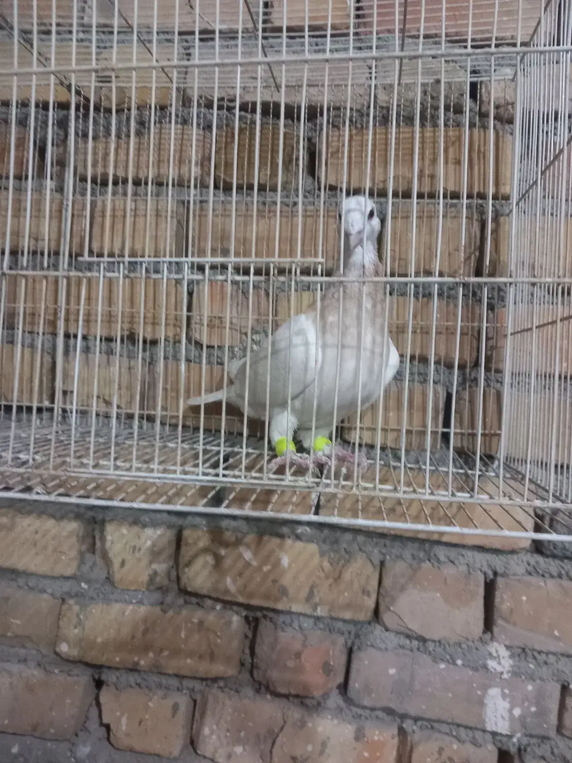 کفتر|پرنده|قوچان, |دیوار