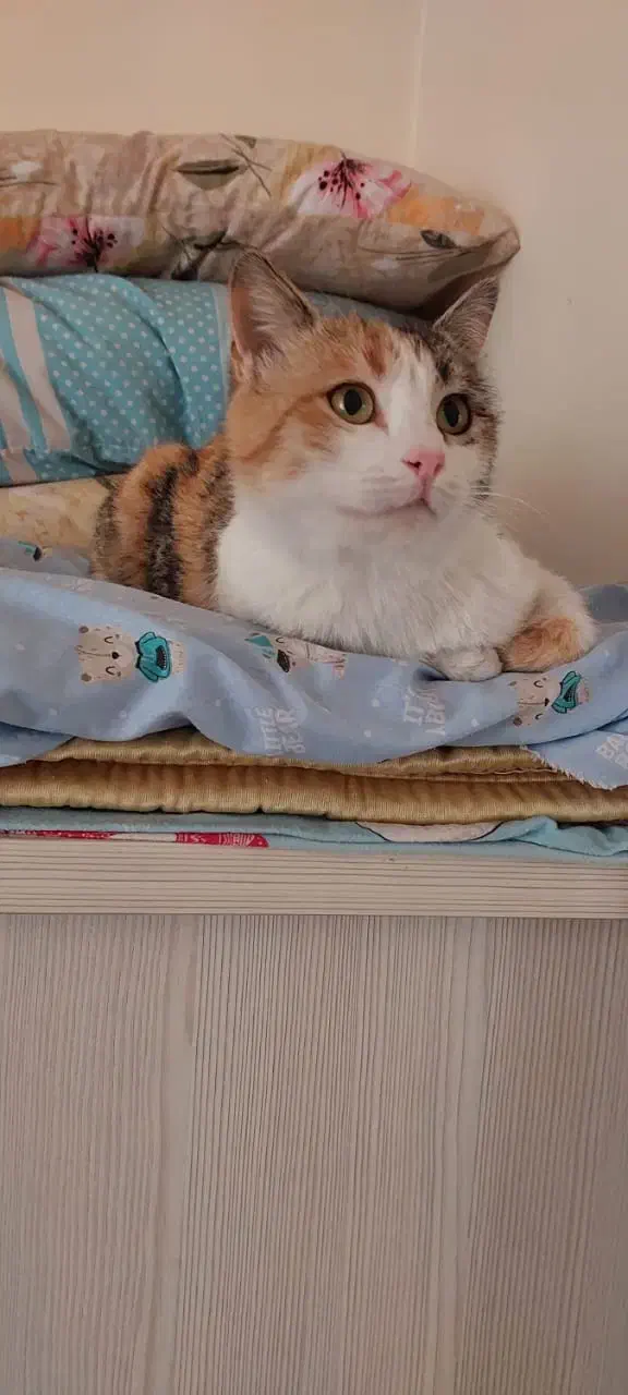 سه عدد گربه عقیم شده واکسناسیون کامل 6ماه واگذاری|گربه|پرند, فاز ۶|دیوار