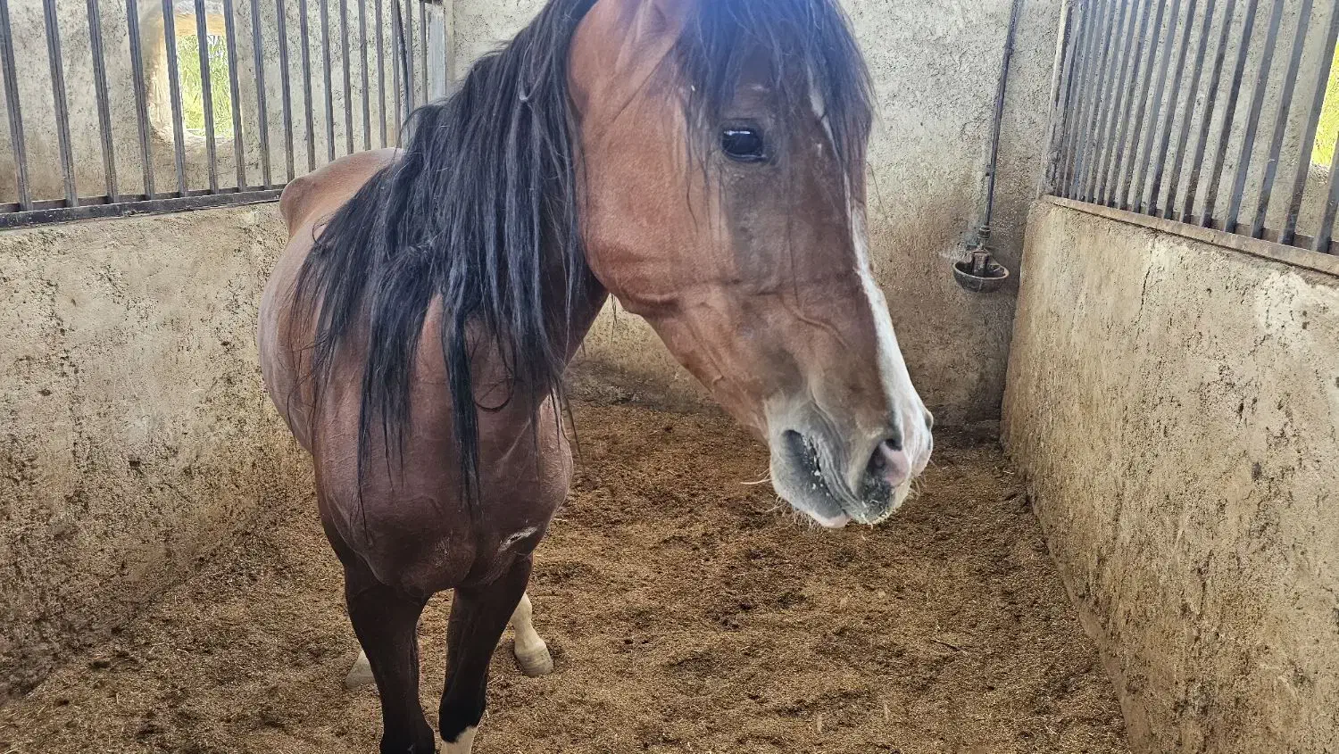 فروش یه مادیان و کره نریان|اسب و تجهیزات اسبسواری|اصفهان, مهدی آباد|دیوار