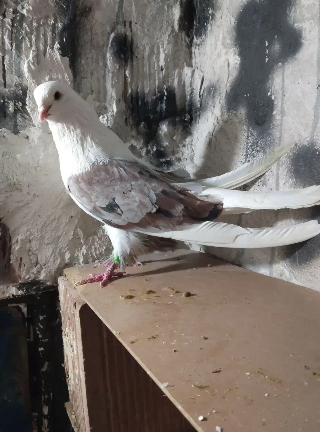 گروه عشق بازان|پرنده|اردبیل, |دیوار