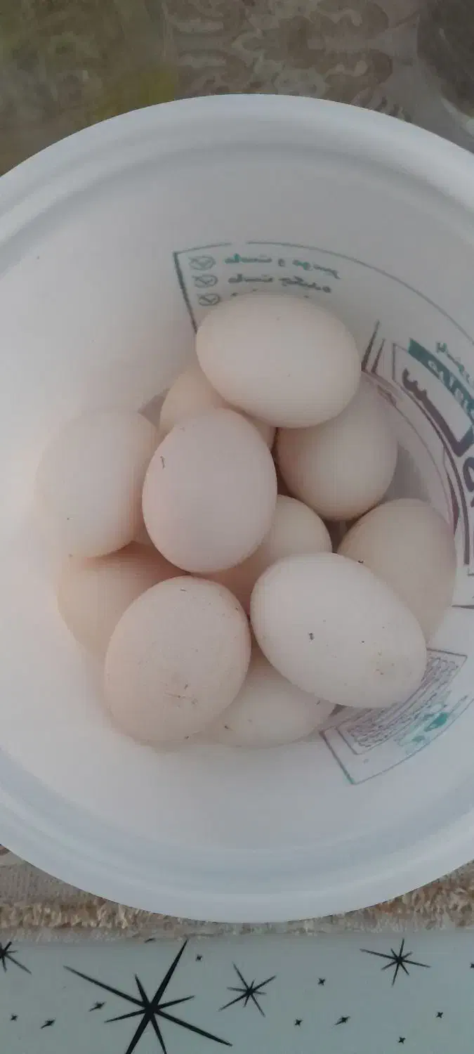 تخم مرغ بومی ارگانیک|خوردنی و آشامیدنی|اصفهان, محله اسلامی|دیوار