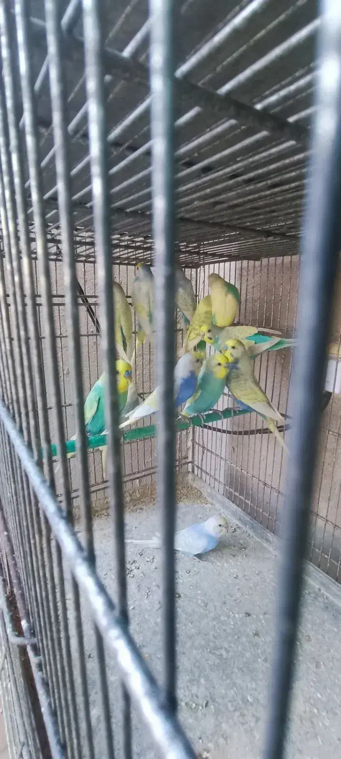 تعدادی مرغ عشق اسپانگل نر|پرنده|چابهار, |دیوار