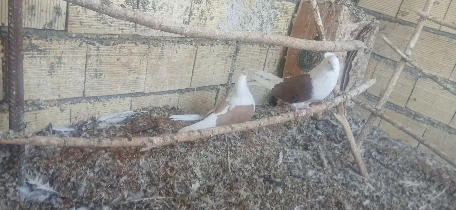 یک جفت پشدار|پرنده|میانه, |دیوار