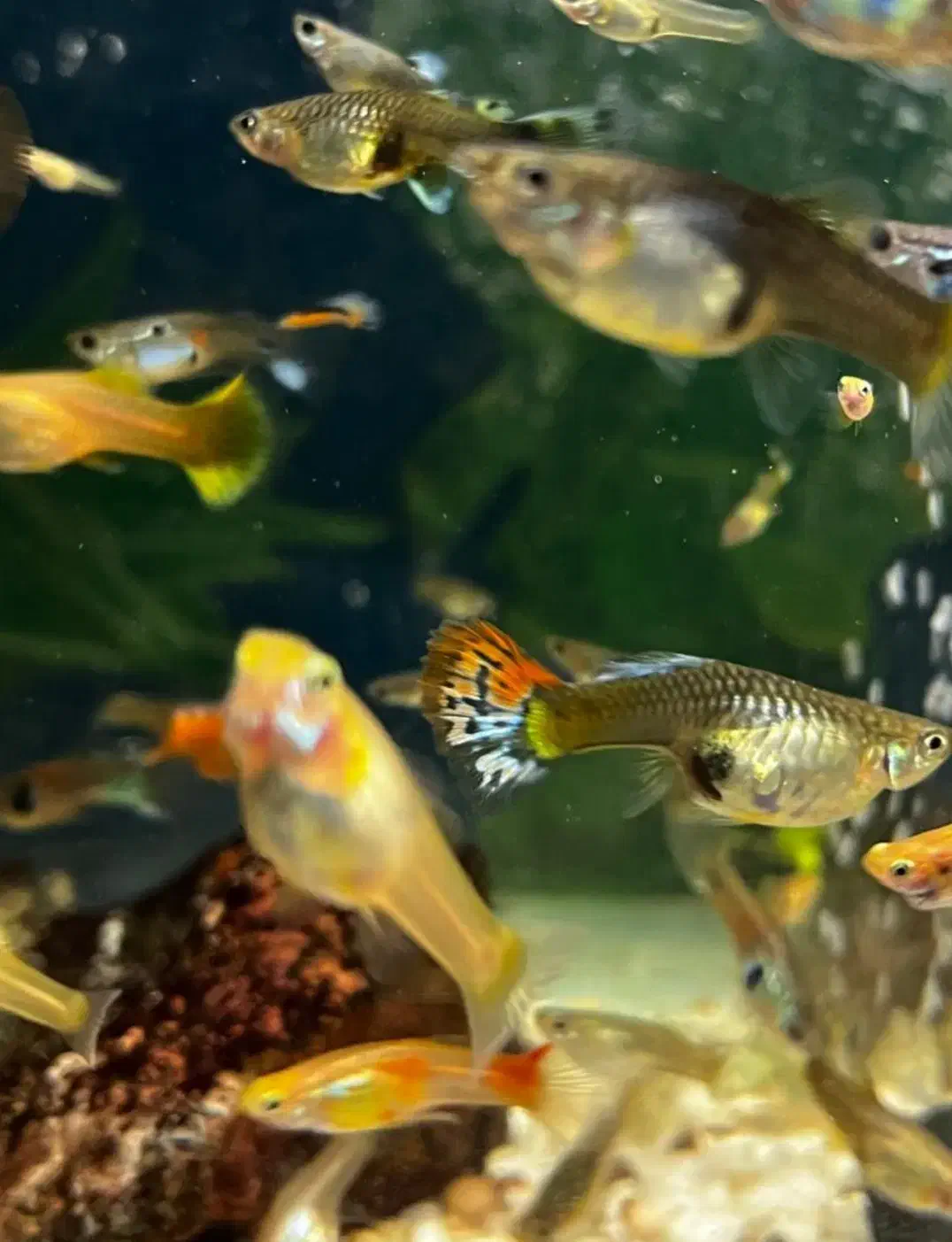 ماهی گوپی|ماهی|تهران, شمیراننو|دیوار