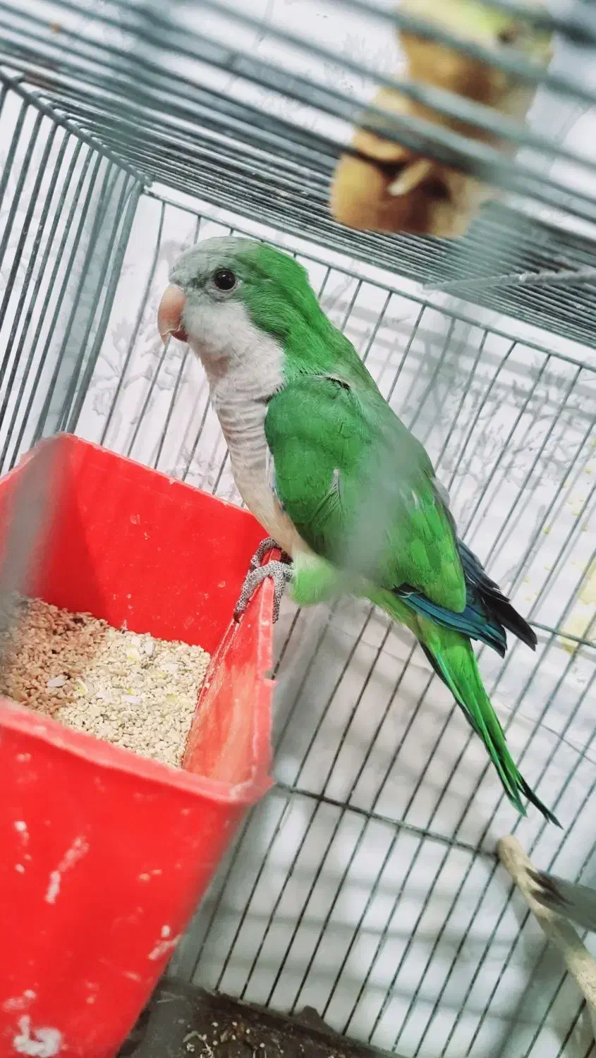 راهب ماده بالغ|پرنده|مشهد, مهدی آباد|دیوار