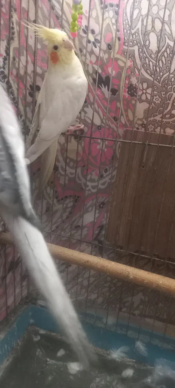 عروس هلندی|پرنده|شوشتر, |دیوار