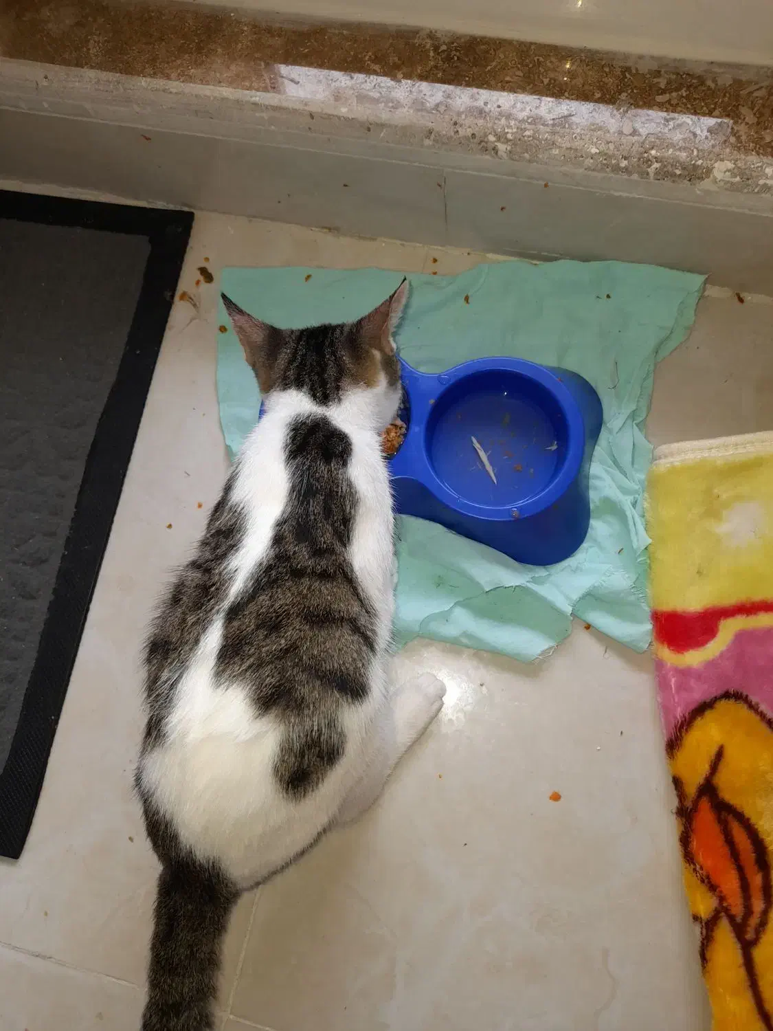 گربه گمشده دراطراف شمام توروخدا دیدینش اطلاع بدید|گربه|رستمآباد, |دیوار