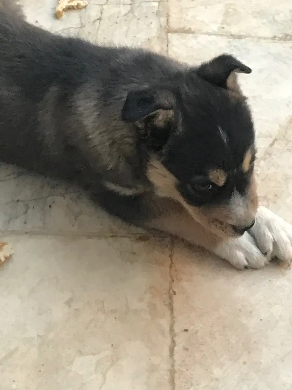 توله دو رگه ژرمن|سگ|فریدونشهر, |دیوار