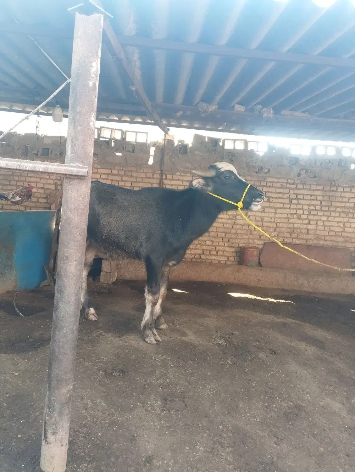 گاومیش نر|حیوانات مزرعه|حمیدیه, |دیوار