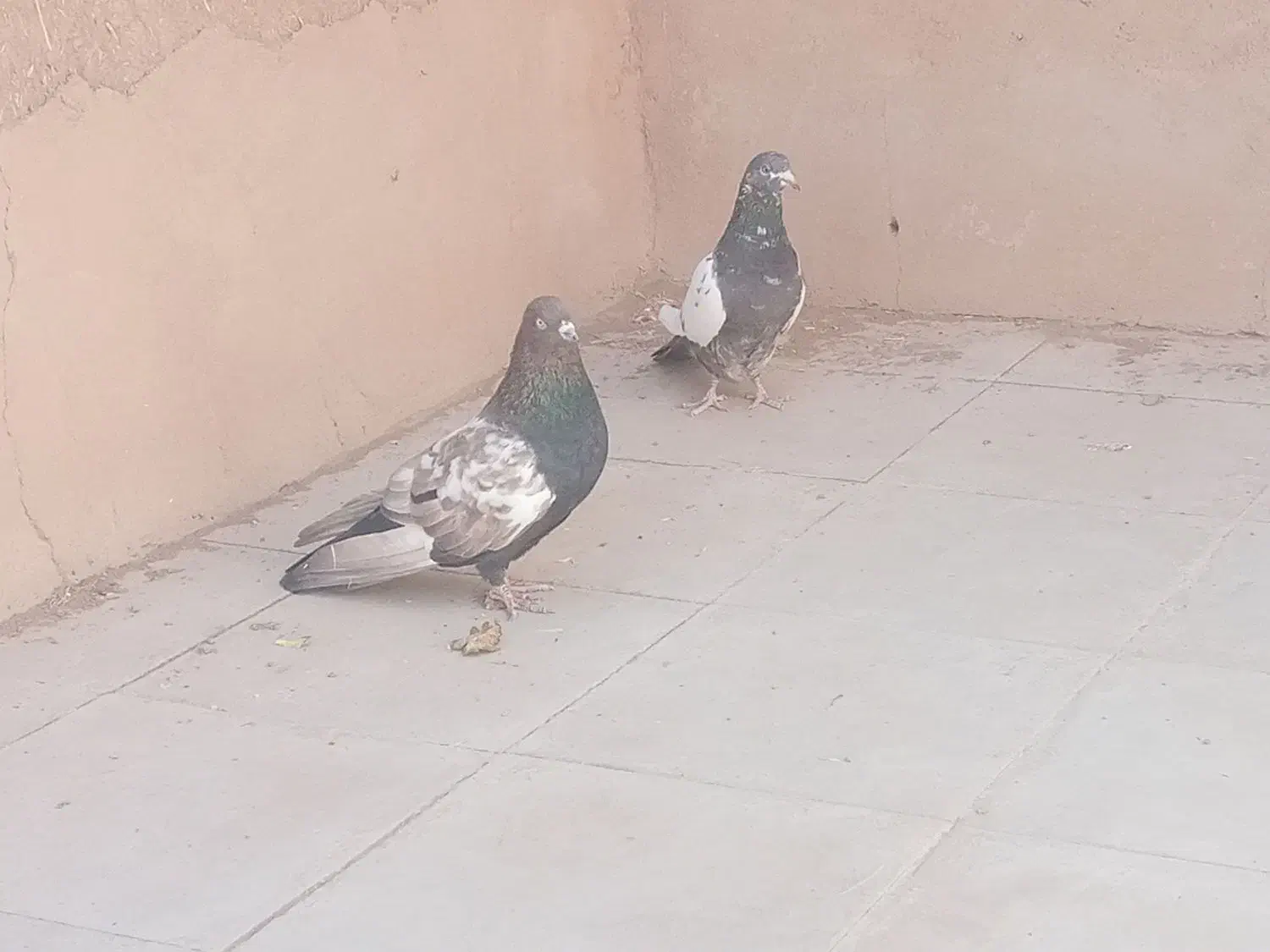 پلنگ و سینه گلی و سینه سیاه|پرنده|رفسنجان, |دیوار