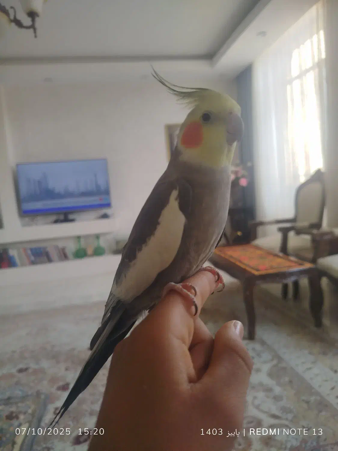 عروس هولندی|پرنده|فولادشهر, B6|دیوار