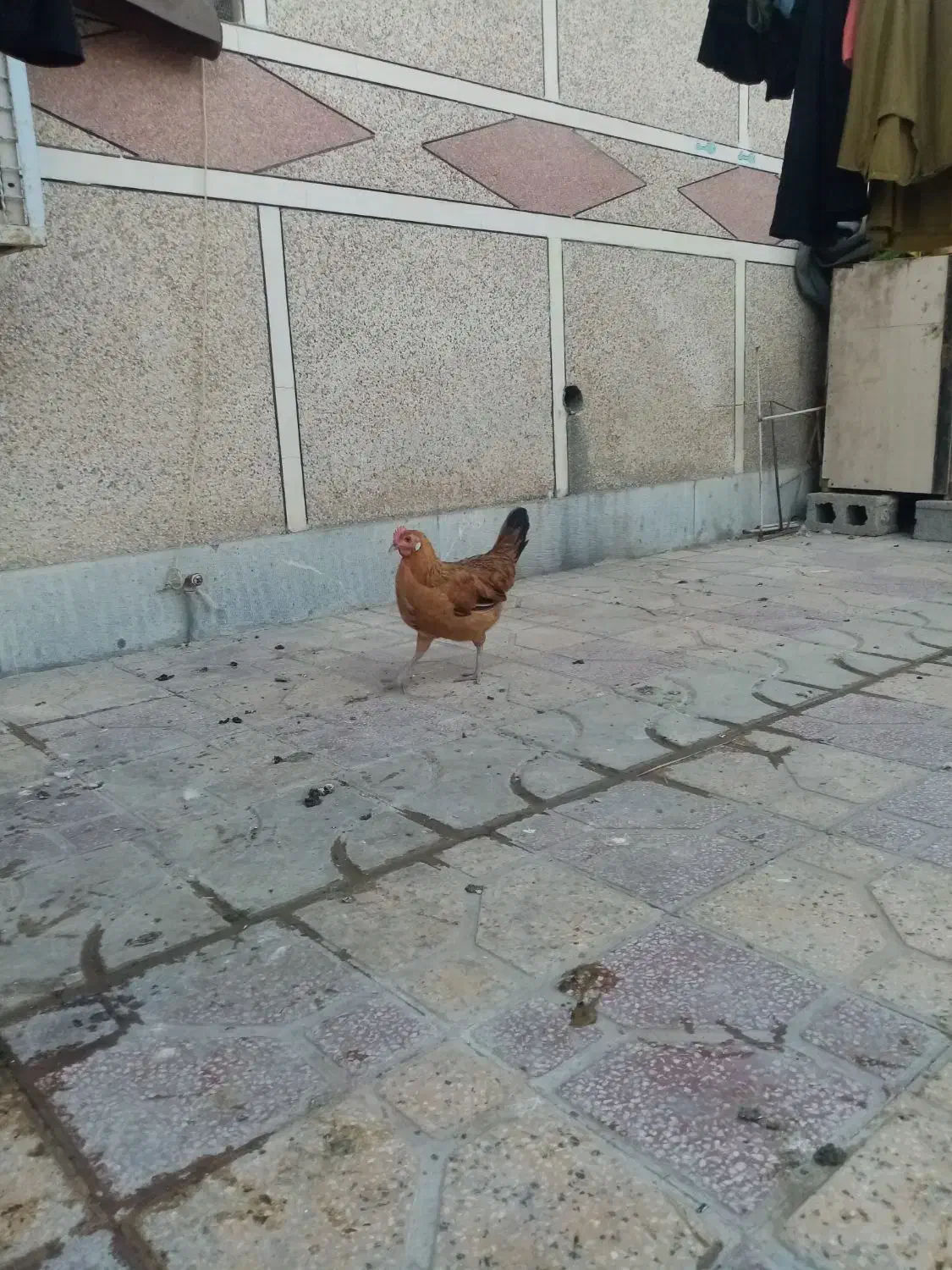 سلام مرغ تخم گذرار|حیوانات مزرعه|برازجان, |دیوار