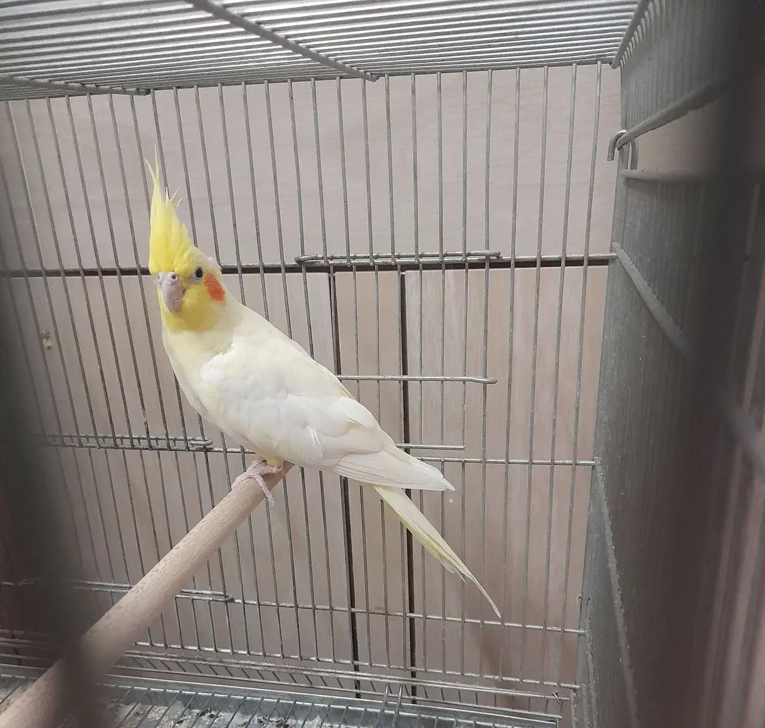 جفت عروس هلندی|پرنده|لار, |دیوار