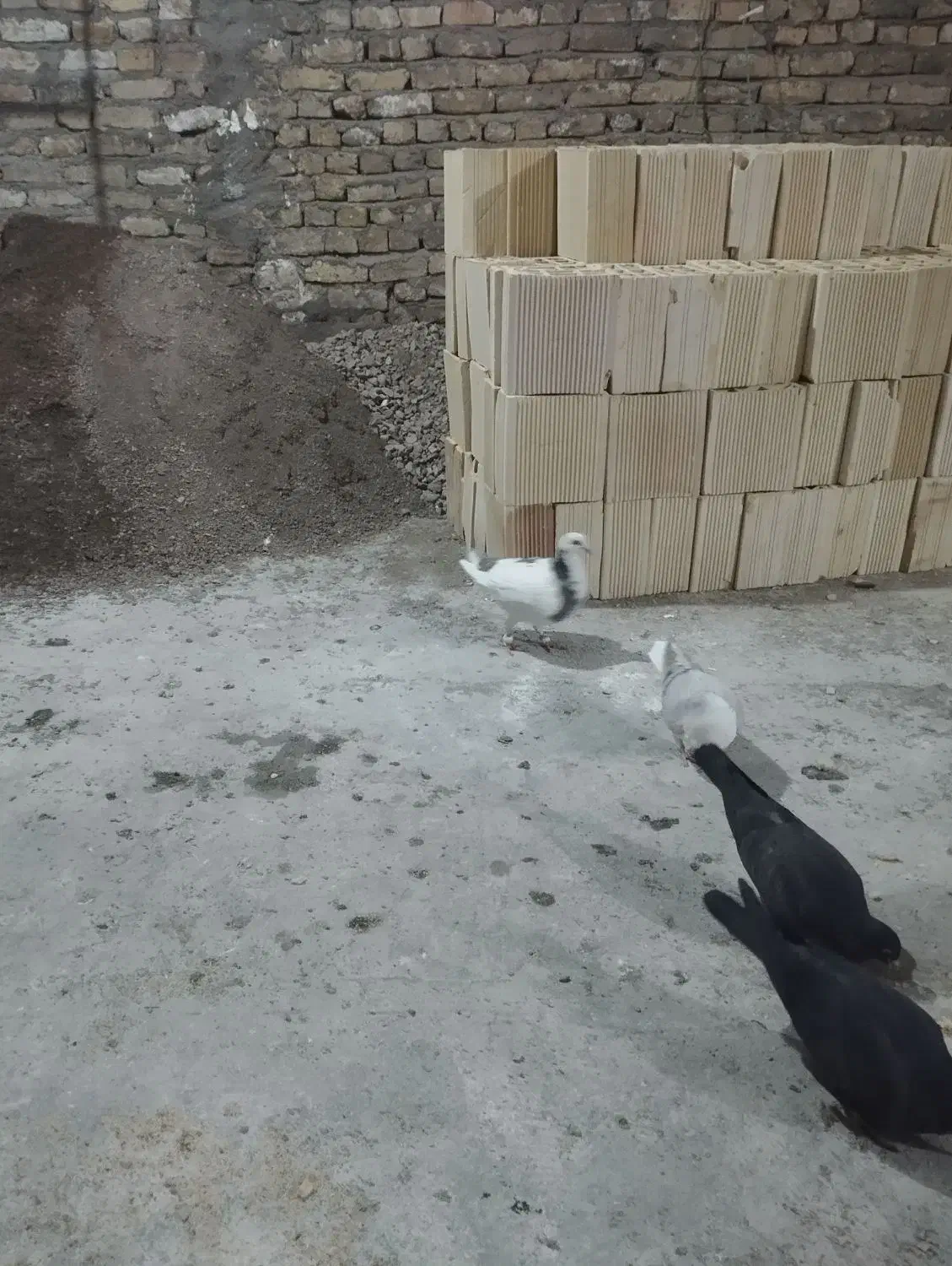 6تا حیوون ساده زاغ سفیدو|پرنده|مشهد, بلال|دیوار