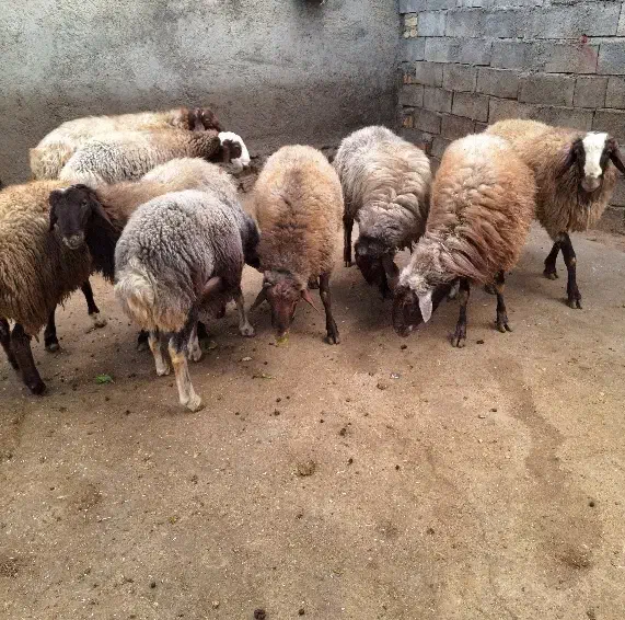 گوسفند نر|حیوانات مزرعه|صحنه, |دیوار