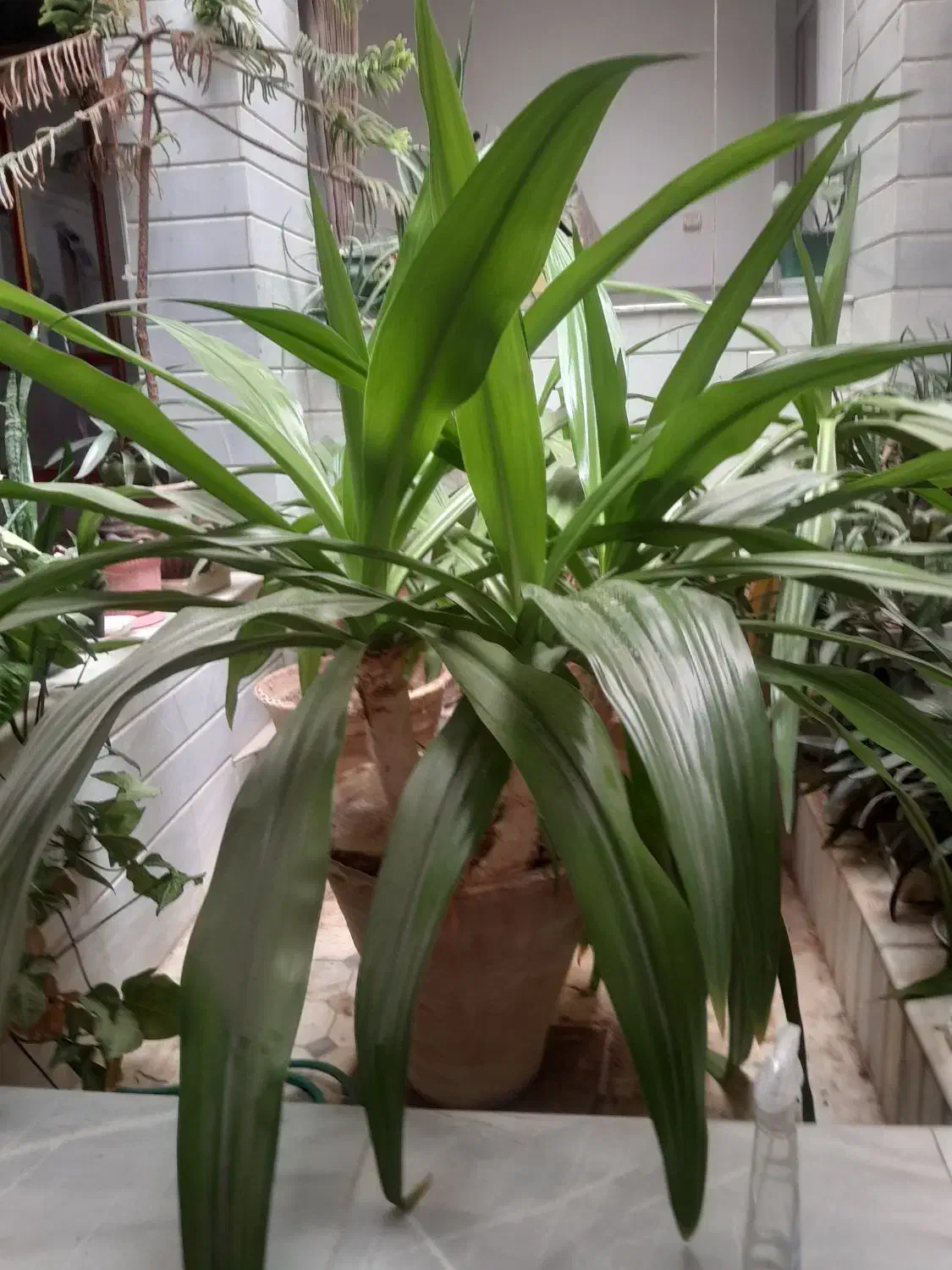 گلدان گل|گل و گیاه طبیعی|اردکان, |دیوار