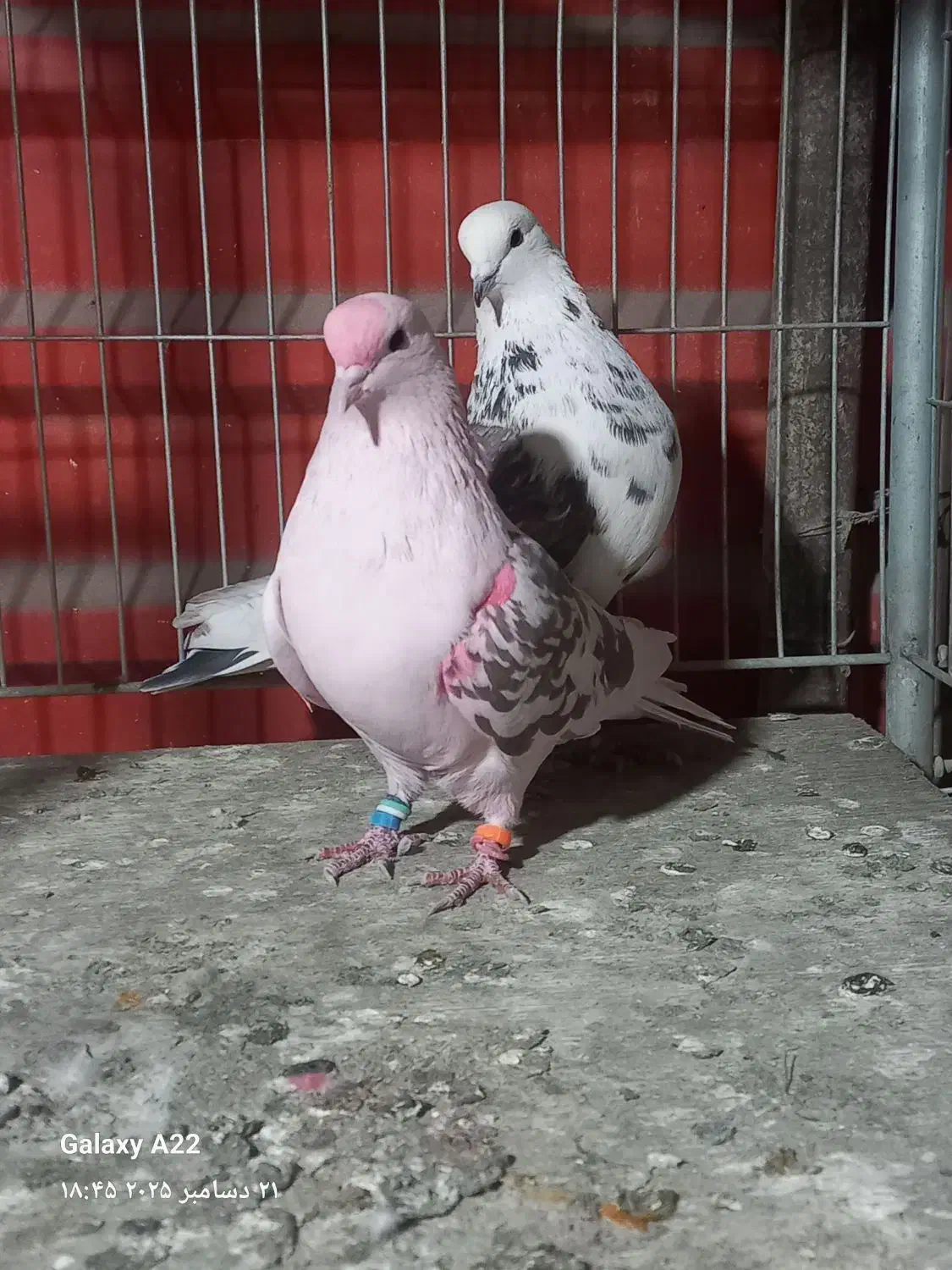 چند جفت کفتر پرشی دهن جور|پرنده|ری, اقدسیه|دیوار